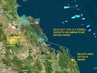 WANDERLUST: A tagged barramundi measuring 685mm was recently recaptured at Round Hill Creek on July 23 after first being tagged at Raglan Creek on March 6, 2016 at 395mm. It had travelled 200km. Picture: Suntag