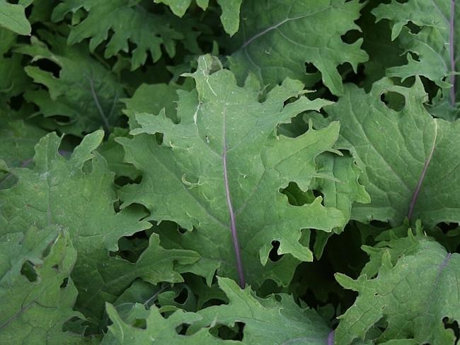 Leafy greens ... kale helps you regulate your appetite, slows down the release of the other nutrients and increases protein absorption.