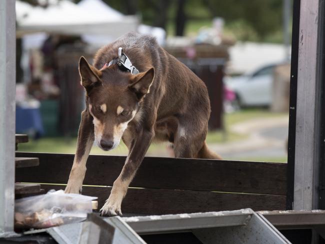 Cody the Kelpie conquers the K9 Super Wall on day 3 of the Toowoomba Royal Show. Sunday, March 27, 2022. Picture: Nev Madsen.