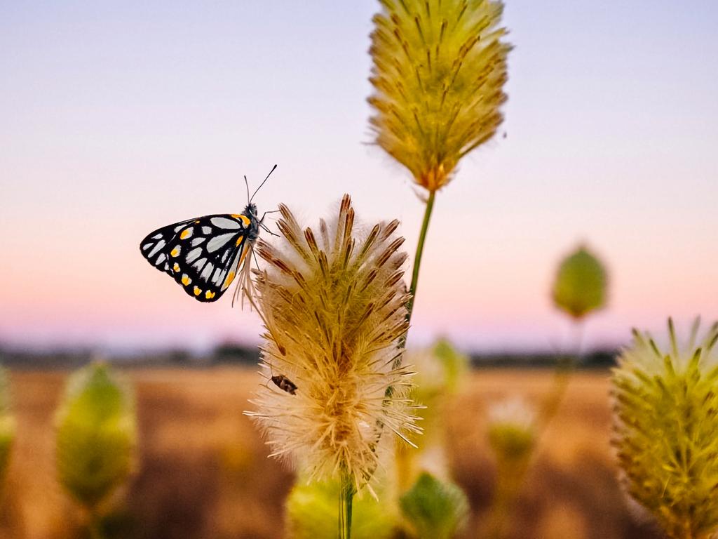 Outback in Focus photography competition finalist. Mulla mulla flowers with butterfly, at Boulia, in far western Queensland, photographed by Charlotte Allen.