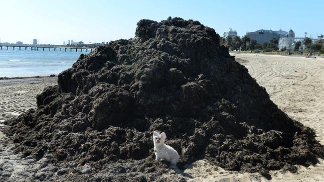 Rotten Seaweed