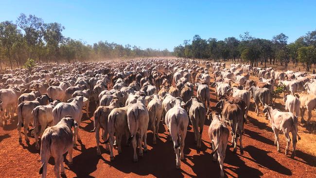 The ASX-listed Rural Funds are selling the 225,000ha Mutton Hole and Oakland Park aggregation, near Normanton QLD.