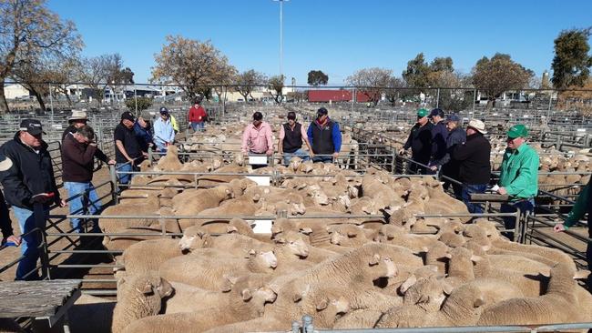 A prime lamb sale at Swan Hill last year.