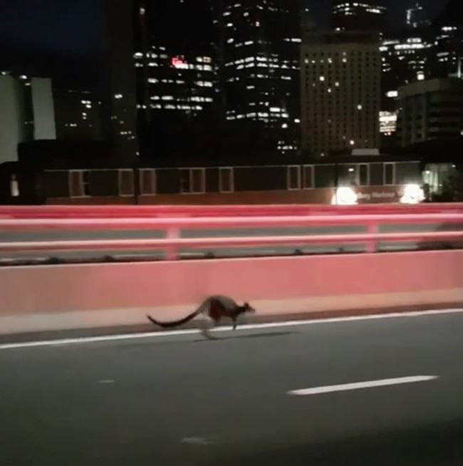 The kangaroo swerves toward the Cahill Expressway. Picture: Supplied.