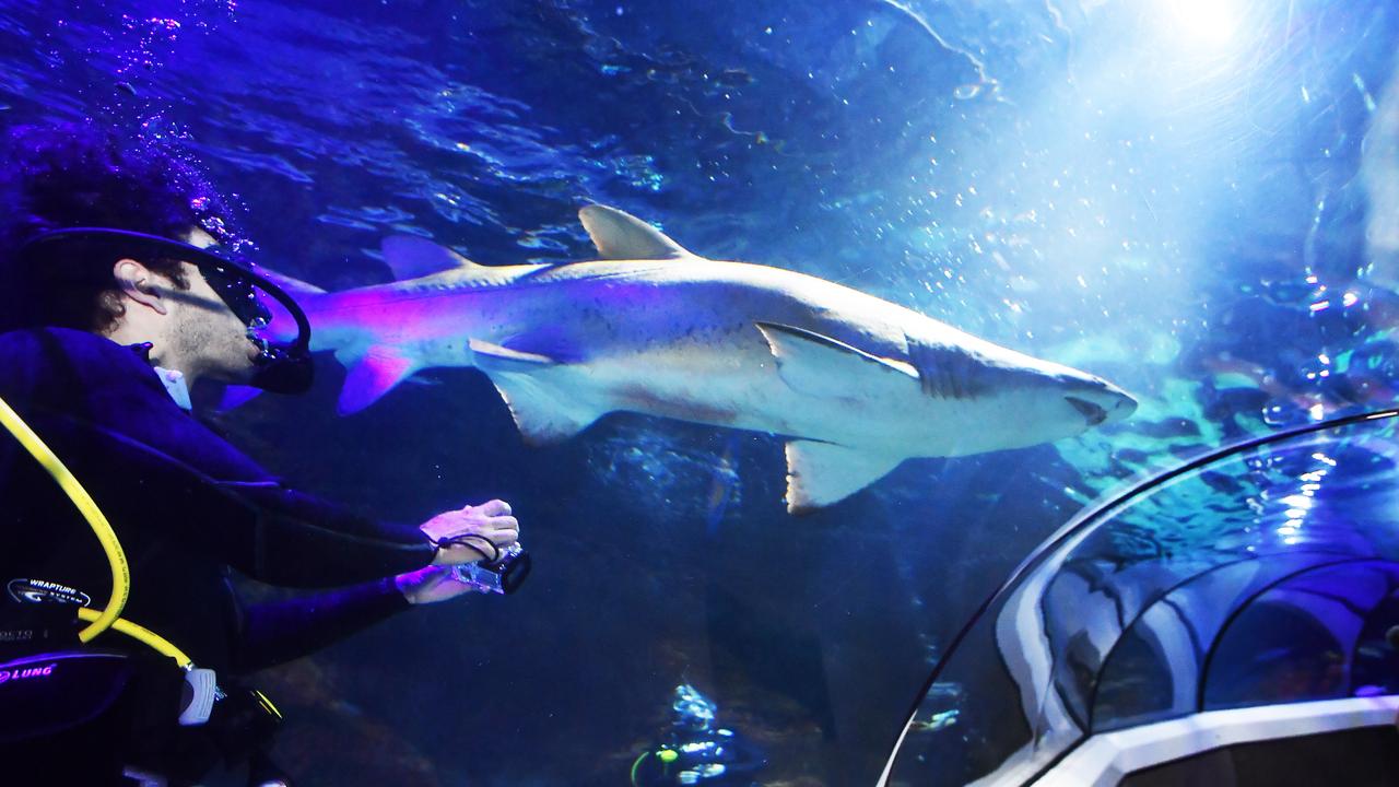 Sea Life Mooloolaba launches cageless shark dive experience Shark Dive ...