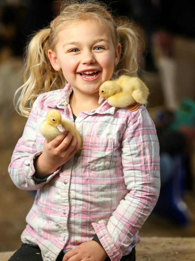 Ashleigh, 4 holds a soft duckling in the animal nursery. Picture: Tim Carrafa