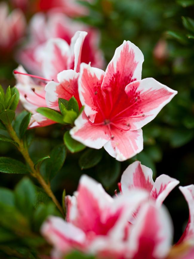 She has planted thousands of bulbs to add colour. Picture: Claire Takacs