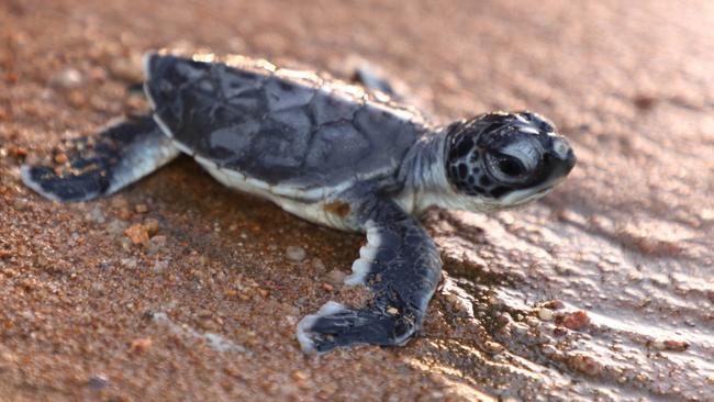 Magnetic Island turtle nests. Green turtle hatchling Horseshoe Bay. Picture: Lauren Beattie