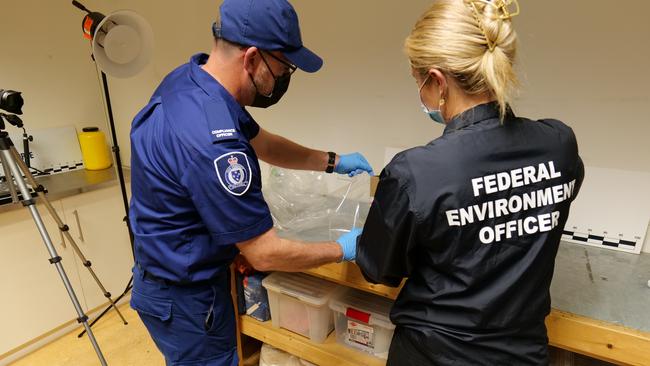 Seven blue tongue lizards have been saved from illegal international wildlife traffickers. Supplied Australian Border Force