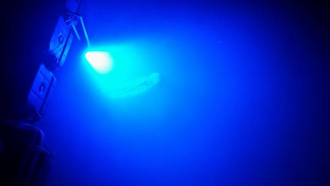 Deadly box jellyfish warning for Townsville | Townsville Bulletin