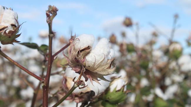 China “kicked an own goal” after imposing a soft ban on buying Australian cotton in 2020.