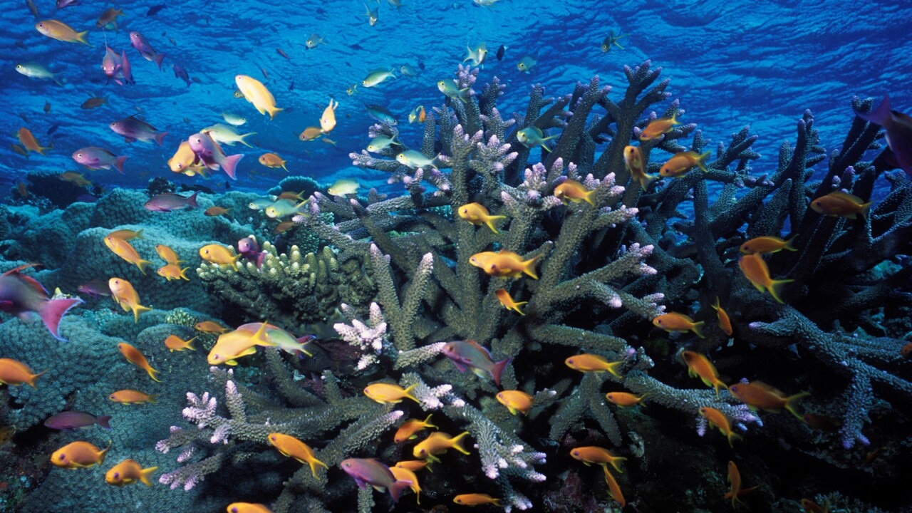 New report shows reef recovery