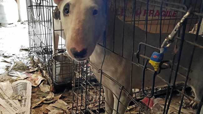 Rspca bull terrier hot sale adoption