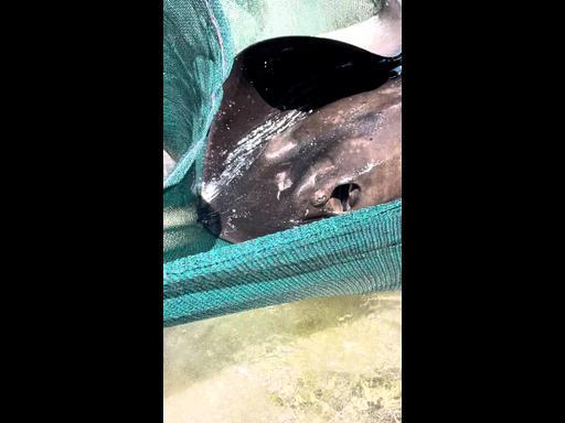 Local heroes rescue stingray stuck on Australian beach