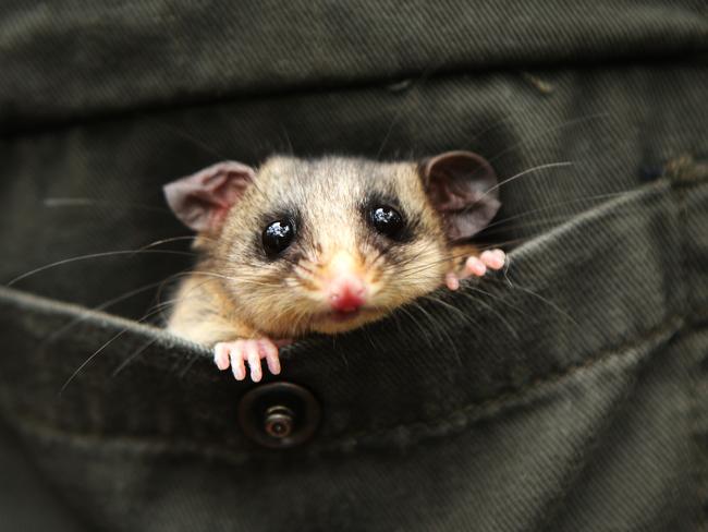 A tiny Burramys mountain pygmy possum pokes out from the shirt pocket of Australian Reptile Park manager Tim Faulkner. Picture: Liam Driver