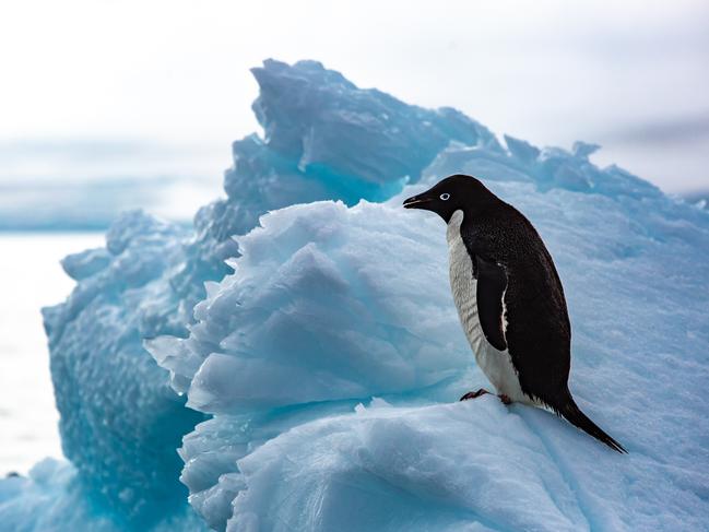 Adelie penguin in Antarctica. Picture: Aurora Expeditions