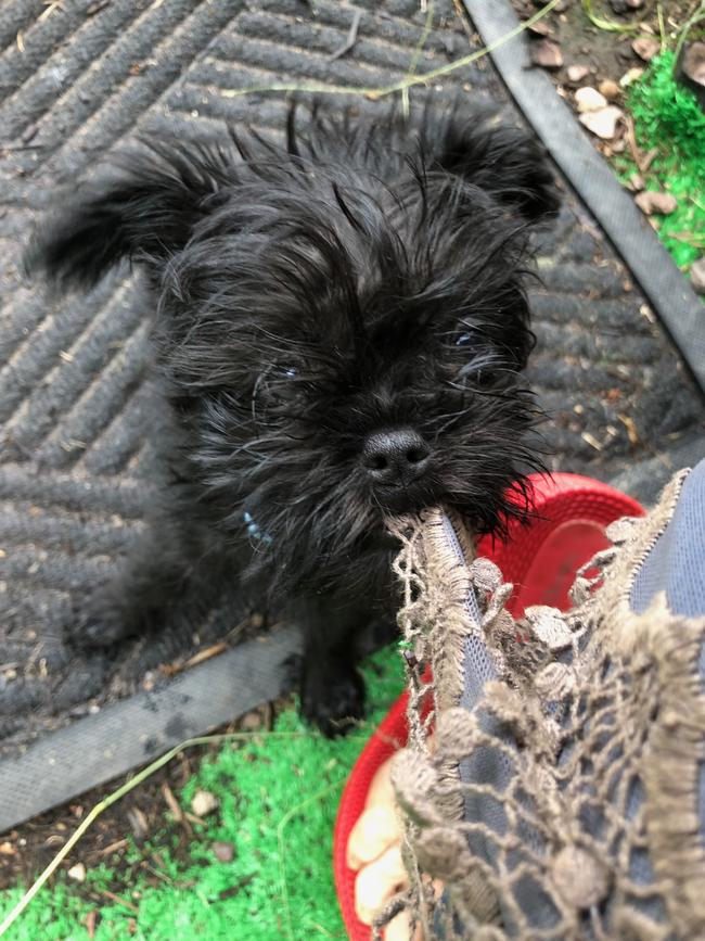 ZEN: Zen, the cheeky eight-week-old affenpinscher pup, is wasting no time charming his new family.