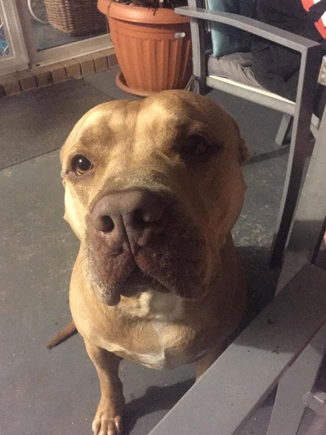 Sarge the Staffy has been given a destruction order by the Moreton Bay Regional Council after he is alleged to have bit someone. Picture: Sarge's family.