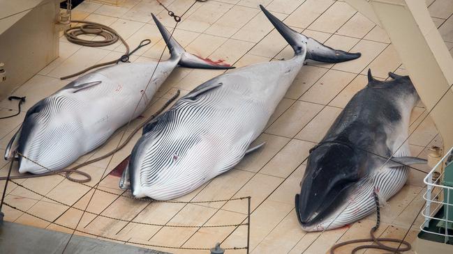 Three dead minke whales lie on the deck of the Japanese whaling vessel Nisshin Maru in the Southern Ocean. Picture: Tim Watters, Sea Shepherd Australia/AP