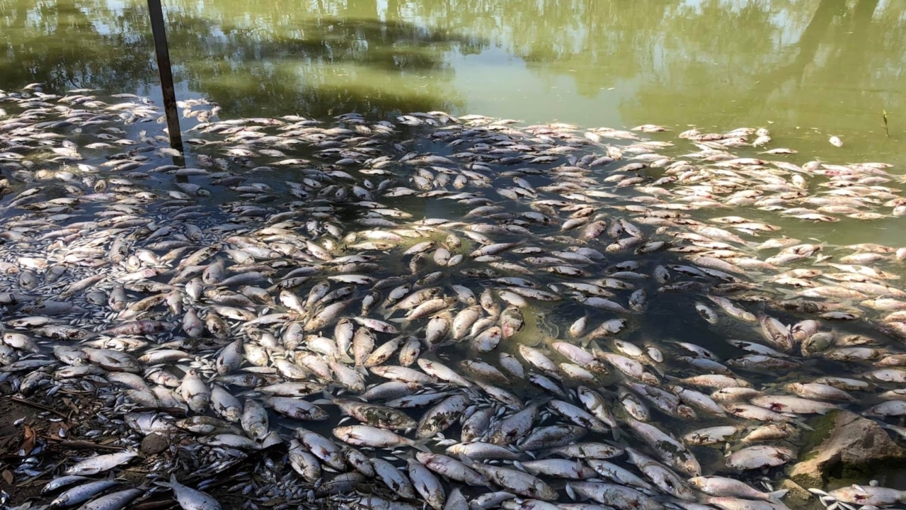 Govt blames drought for algal blooms that killed a million fish