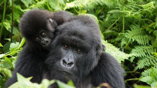 Mum and baby in the undergrowth.