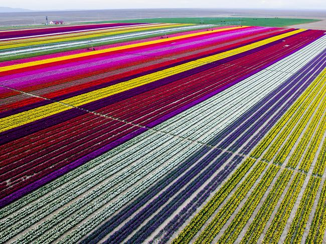 Colourful tulip fields, sized 300 decare, which have been opened to public for two days in Karatay, Konya on April 13, 2016. Picture: Getty