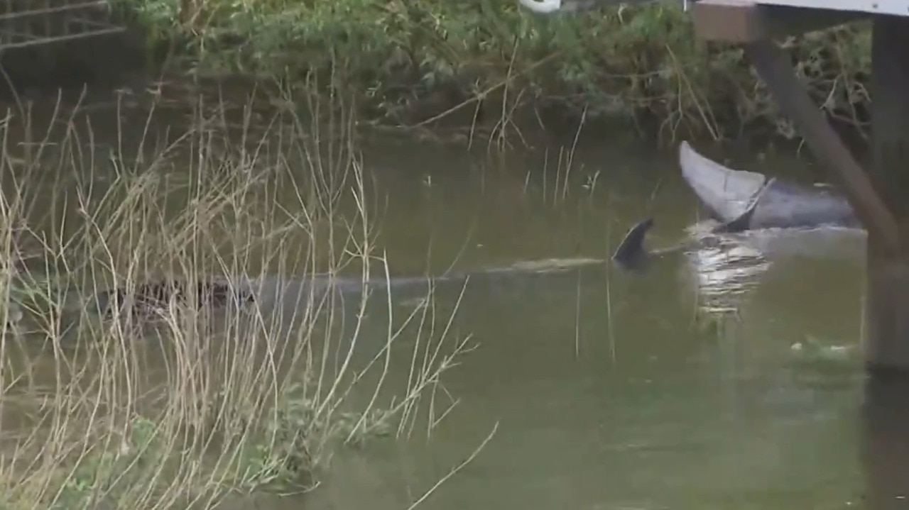 Baby whale stranded in River Thames euthanised