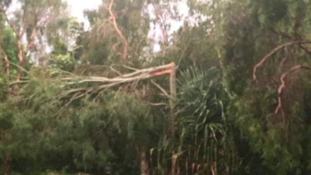 Trees were damaged during ferocious storms at Currimundi on Saturday.