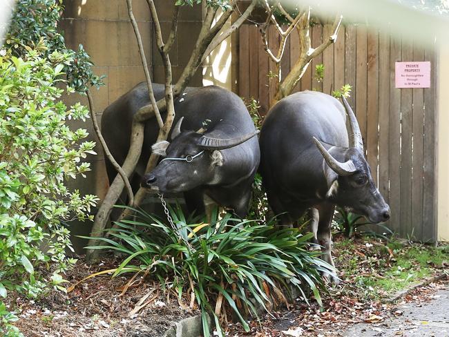 Two water buffalo were cornered in the unfortunate Sue Salier’s garden.. Picture: Phil Hillyard