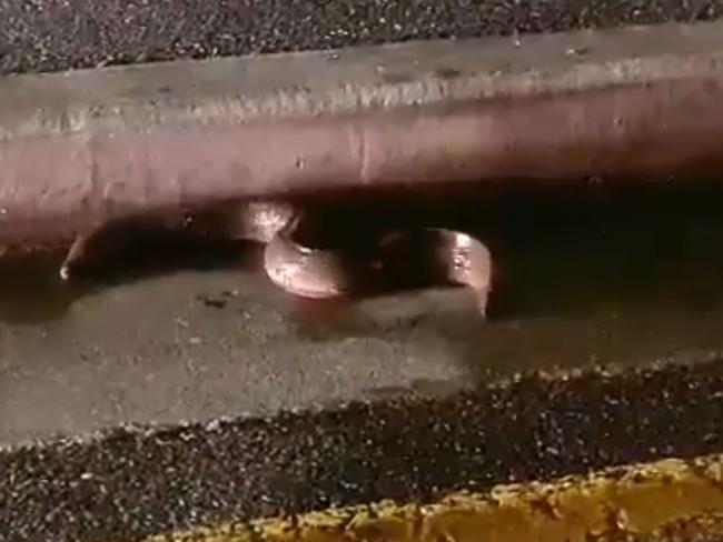 This slippery little eel escaped from a Gouger Street restaurant and was spotted by Bory Thon making his escape in nearby Mill St.