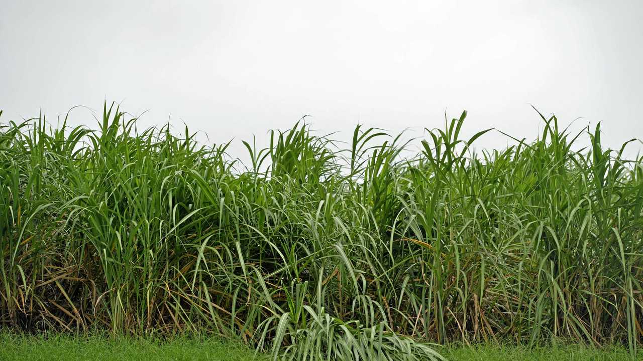 Cane land could be doomed to grazing if sugar prices don't increase. Picture: Stuart Quinn