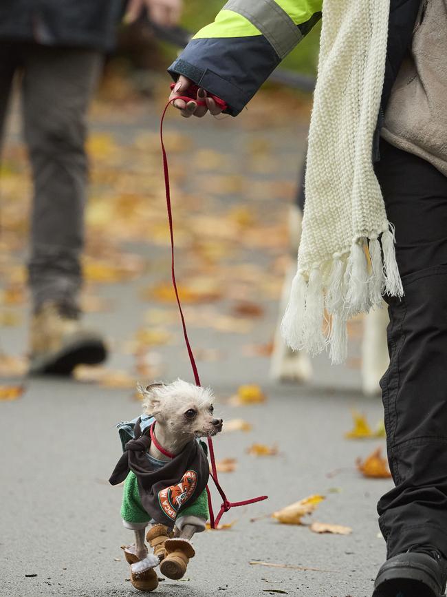Million Paws Walk in the Adelaide Botanic Gardens, Sunday, May 28, 2023. Picture: Matt Loxton