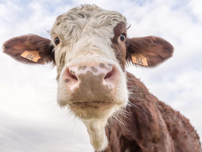 Portrait d'une gÃƒÂ©nisse vue de dessous sur fond de ciel bleu et nuageuxStock image of a cow. Picture: Getty