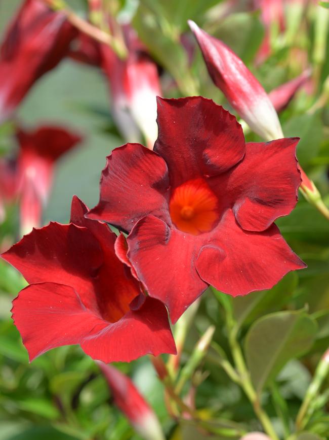 Mandevilla ‘Burgundy’