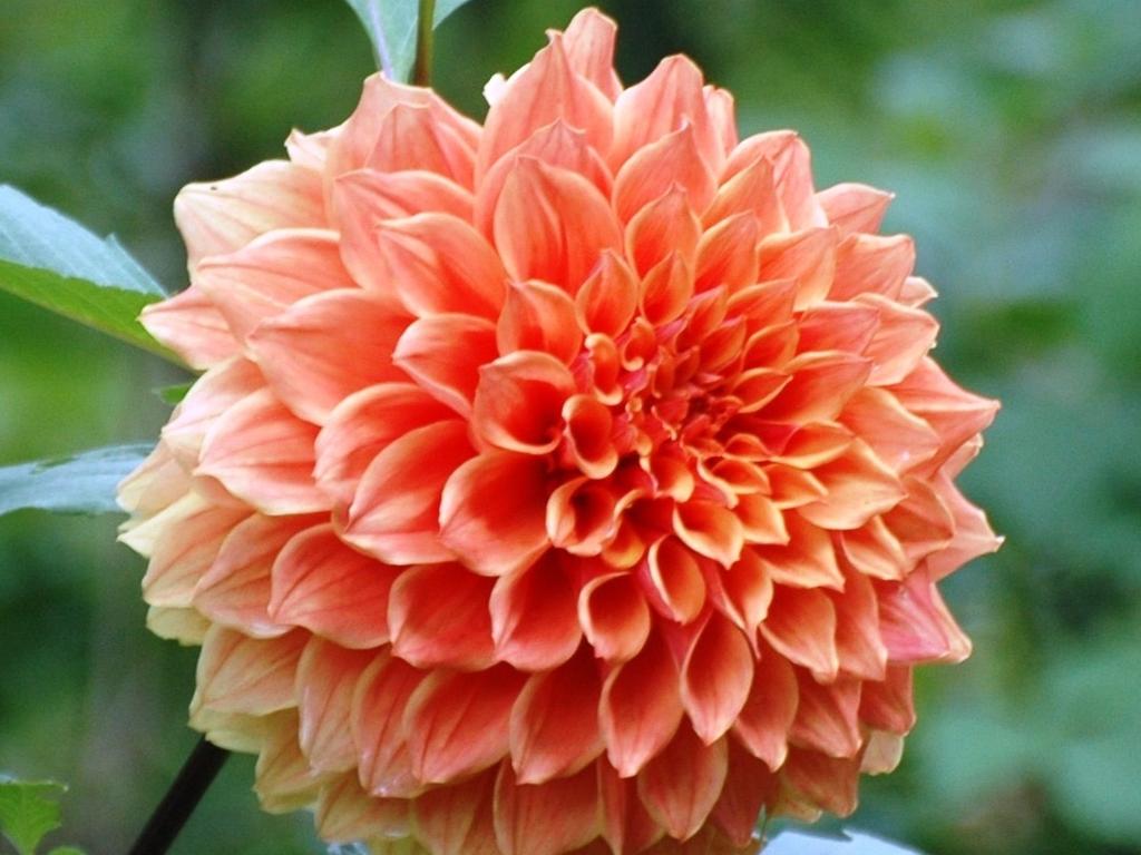 Dahlias are ideal for autumn. Picture: Sue Tapping.