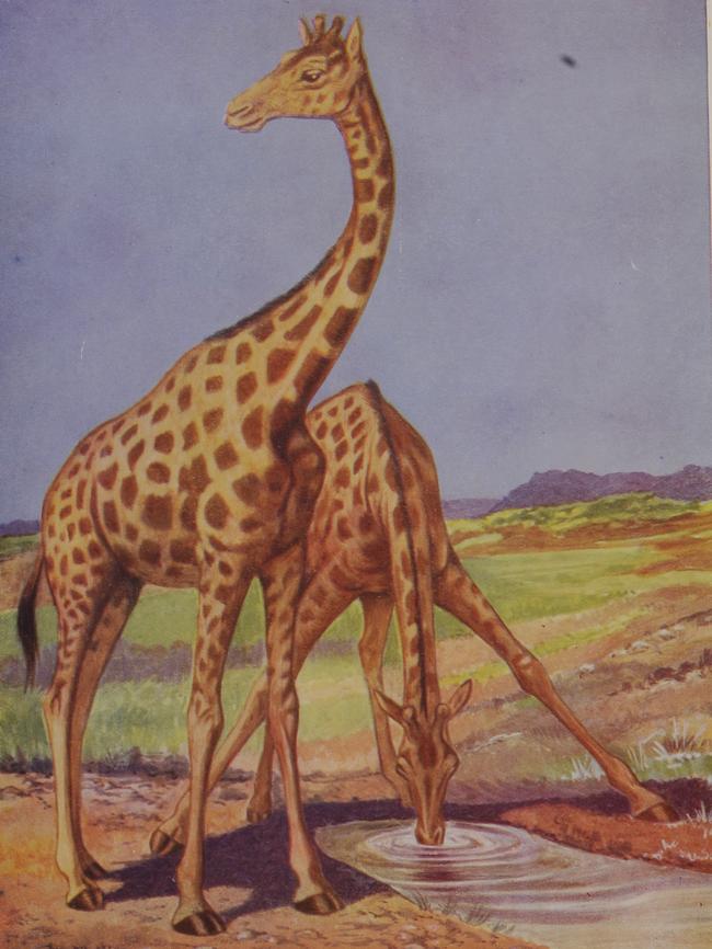 Giraffe illustration from the Historic Weekly Times (1933).