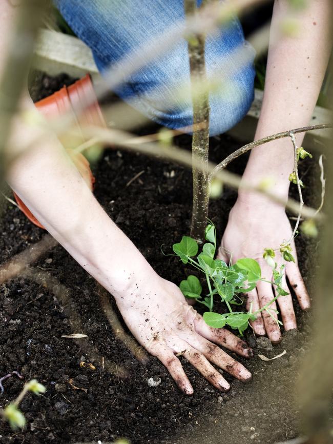 Consider planting veggies like broad beans, broccoli, spinach and cauliflower this winter. Picture: iStock