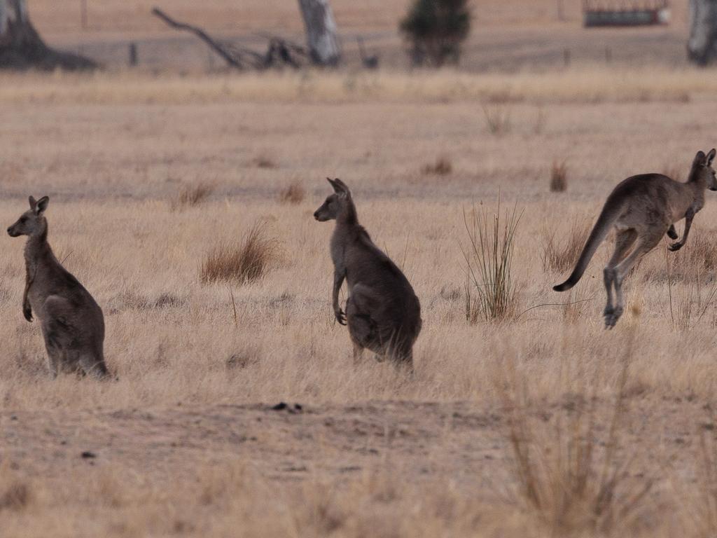 Two men have been charged for allegedly mowing down a kangaroo. Picture: NewsWire / Nadir Kinani