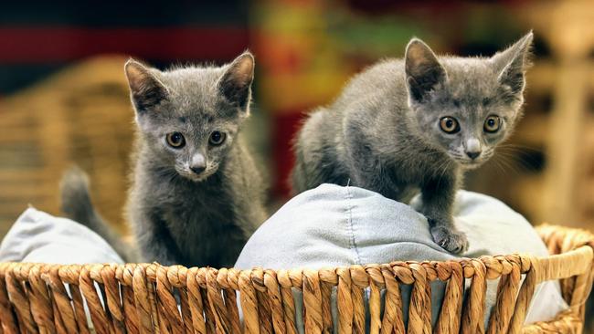 Burnings Warehouses accross the country have partnered with animal adoption groups to host weekend adoption drives for cats and dogs looking for their forever homes. Kittens Polly and Pug will be amongst 20 cats from Adopt Me Kittens that are available to adopt at Bunnings Cairns on Saturday. Picture: Brendan Radke