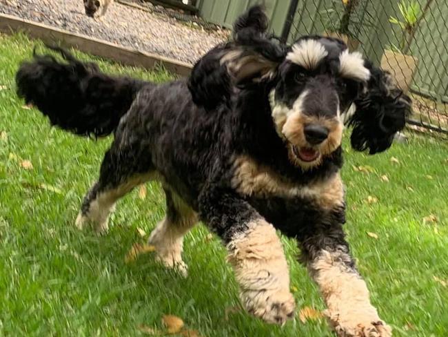 NSW's CUTEST DOG   Miss Rosie the most delightful 2year old Spoodle, sent in by Di Broadfoot from Berowra Heights di612@westnet.com.au '0416120660