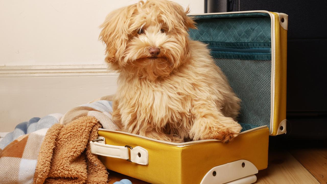 How You Can Travel With Pets In Cabins On The Spirit Of Tasmania 