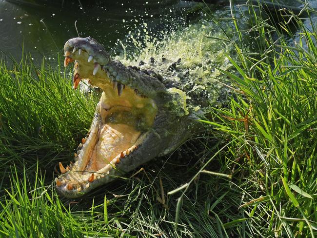 Ex Cairns to the C MAIL  - 07.12.2017Moinster Rogue Crocs ... and Hunters- PICS BRIAN CASSEY - story Peter MichaelIconic (over 4 metre) 'problem' crocs from around  the far north  of Queensland are relocated to the Melaleuca Crocodile Farm near Mareeba - see Peter Michael story