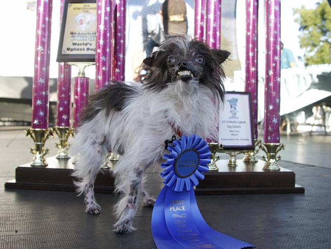 Peanut’s owner plans to use the prize money to pay the vet bills of abused animals. Picture: AP