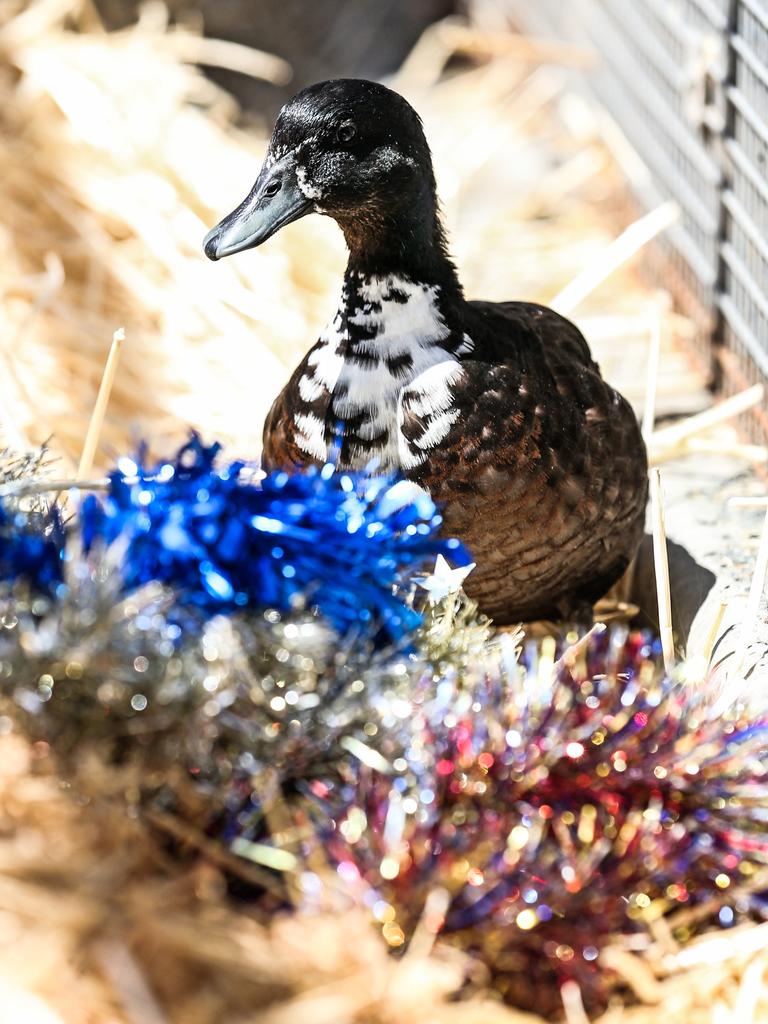 Weis Bar is an adult Bar mallard duck, hoping to find some feathery companions and a nice pond to paddle in. He is $15 to adopt. Picture: Zak Simmonds