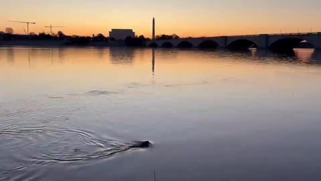 Beaver Swims in Potomac as Sun Rises Over National Mall