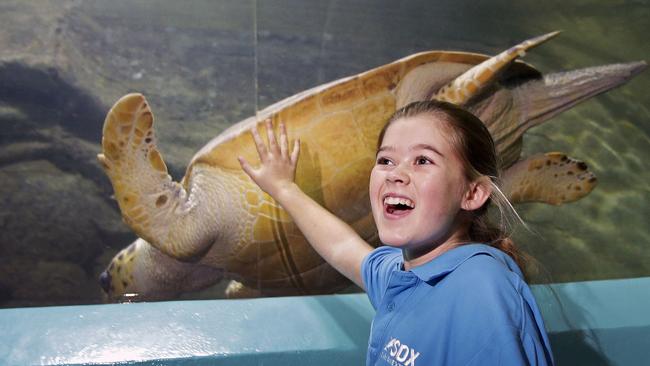 <s1>Sea Life Trust’s sea turtle regional champ Georgie Goudie, 12, could earn a role as a global ambassador. </s1>                        <source>Picture: PHILLIP ROGERS</source>                                             <source/>