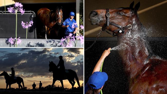 Horses are worked at Osborne Park, Godolphin's sprawling training facility at Agnes Banks. Pictures: File / Toby Zerna