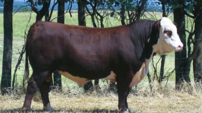 INJEMIRA PATRIARCH S042 (PP) made $74,000 at the 2023 Injemira on-property bull sale. The Elsom family of Emigrace Hereford Stud, Victoria, secured the bull. Picture: Supplied