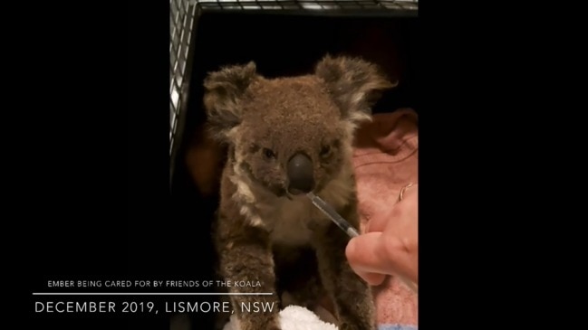 Koala saved after bushfires found with joey after release