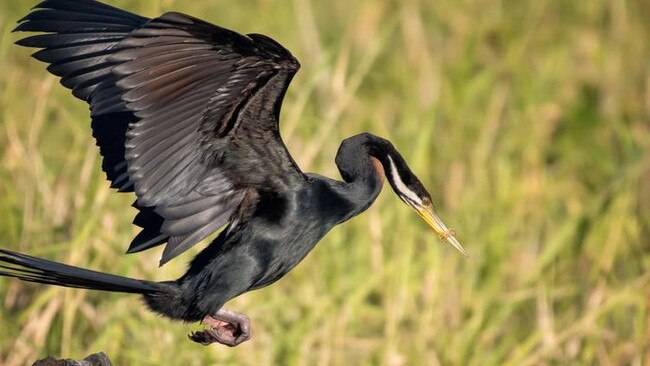 Did you spot what’s wrong with this picture? This image captured by a local reveals the heartbreaking reality for waterbirds. Picture: Jan Rodgers